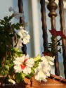 Цветник на балконе здания Астраханской филармонии)