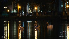 Лебеди на "лебедином озере")
